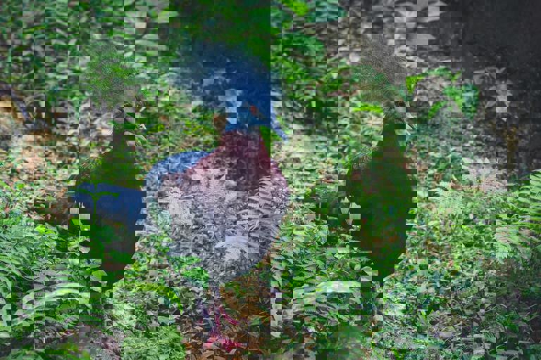 Rare Bird Sighting in Park Prompts Excitement Among Local Birdwatchers